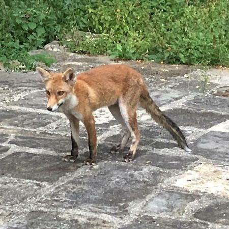 Antica Dimora Di Laura Διαμέρισμα Barberino di Mugello Εξωτερικό φωτογραφία